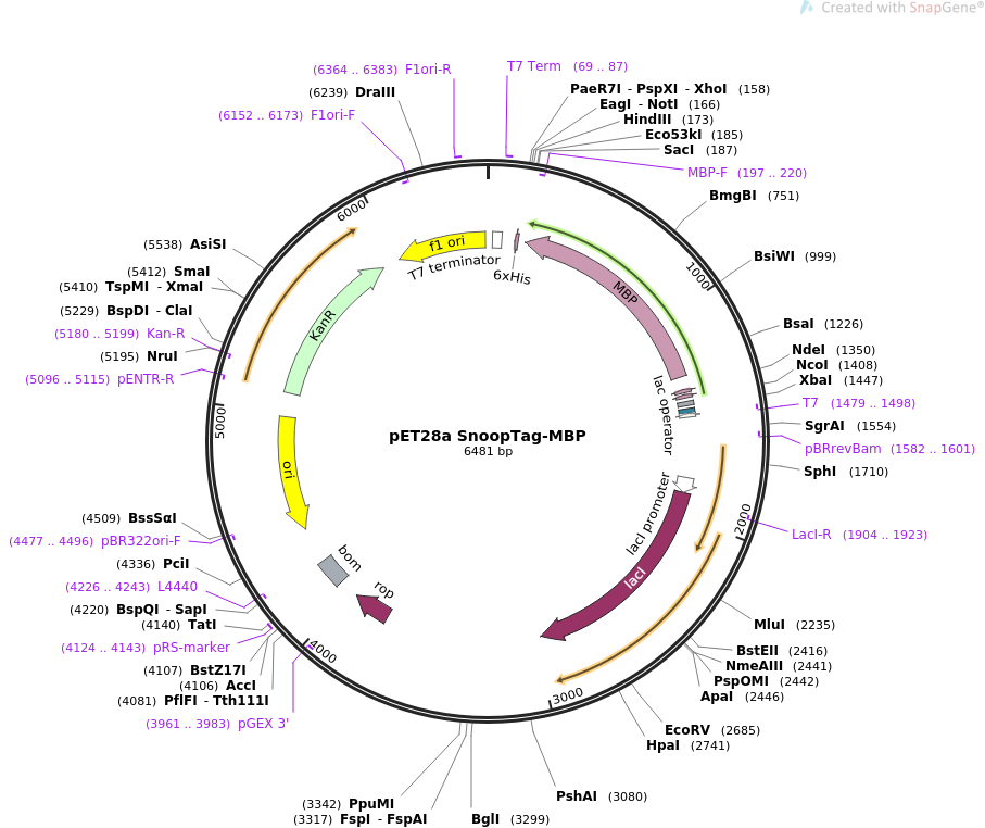 pET28a SnoopTag-MBP质粒图谱